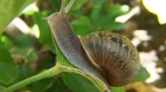 Jak pozbyć się ślimaków w ogrodzie iw kraju